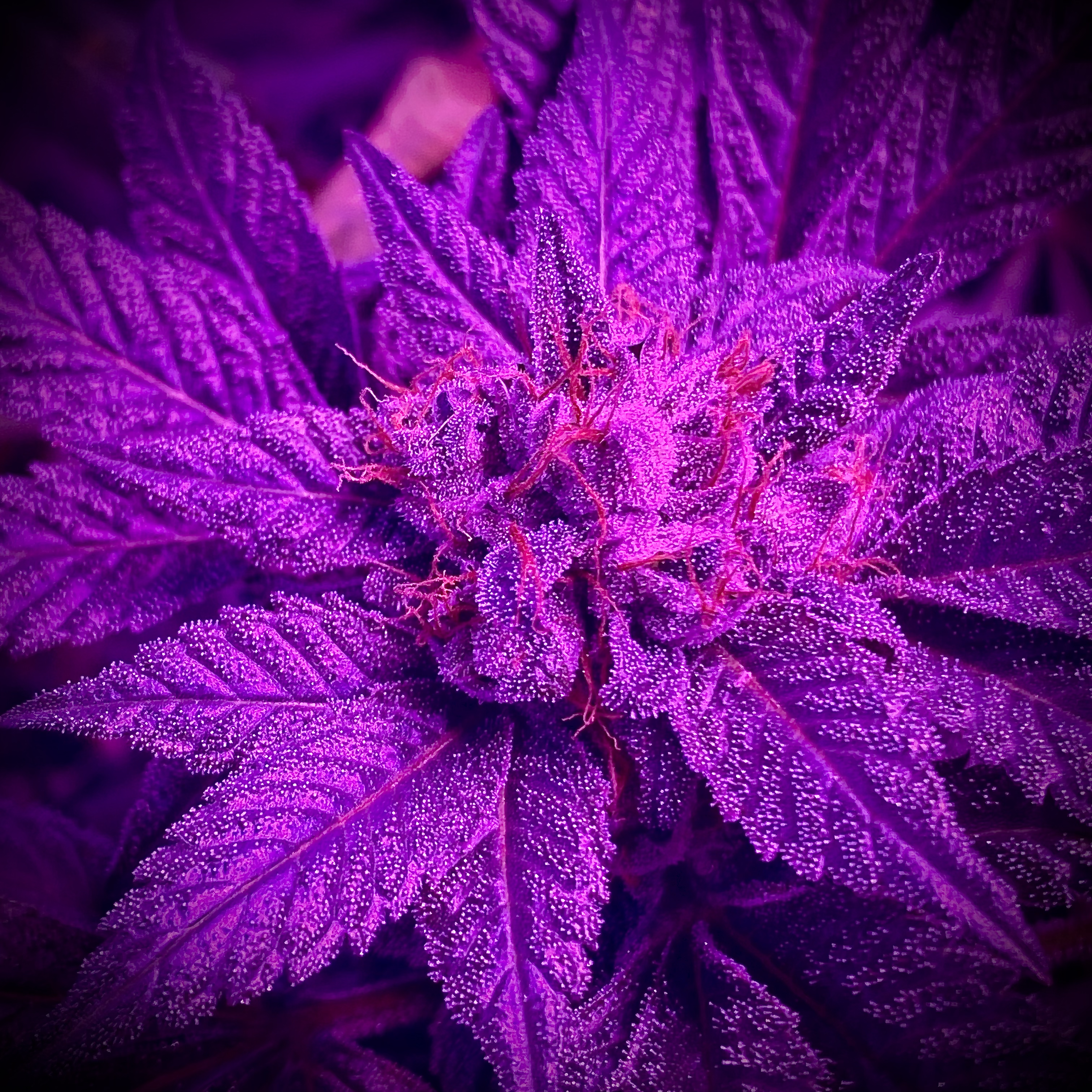 Purple Cannabis Flower